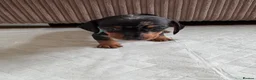 Dachshund dogs for sale: Miniature/Half-Miniature Dachshund Puppies  in Chatham - Advert 9