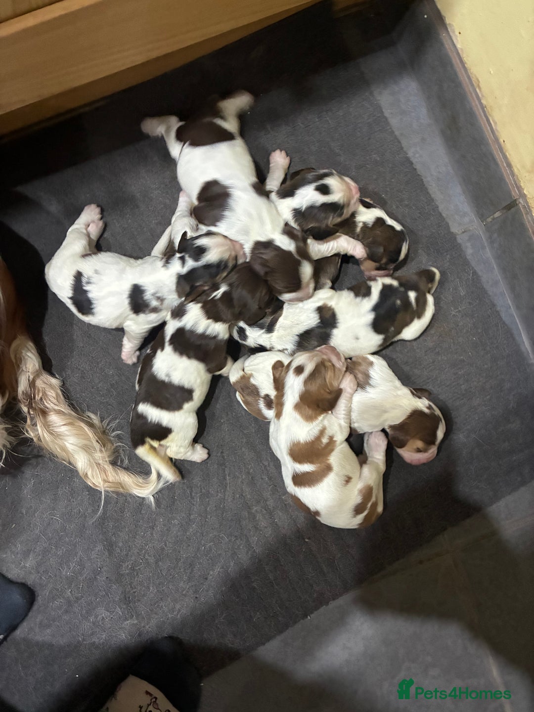 Cocker Spaniel dogs for sale: Show cocker spaniels - both parents family pets  - Image 20