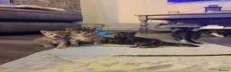 Mixed Breed cats for sale: 5 beautiful kittens for sale 3 girls 2 boys  in London - Advert 7