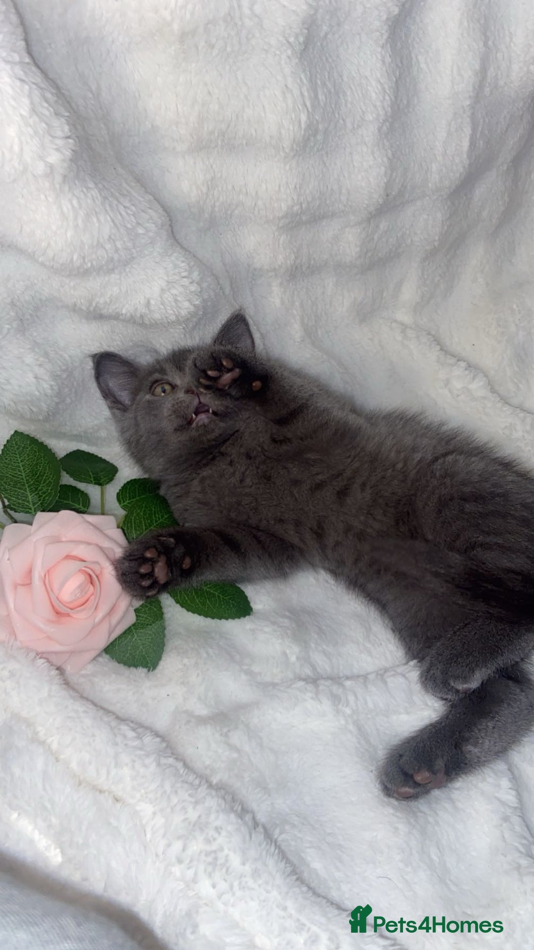 British Shorthair cats for sale: British shorthair x sypnx kitten for sale - Advert 6