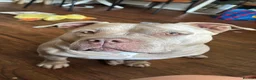 American Bully dogs for sale: 🌸Sweetest Nala looking for a loving stable home🌸 - Advert 5