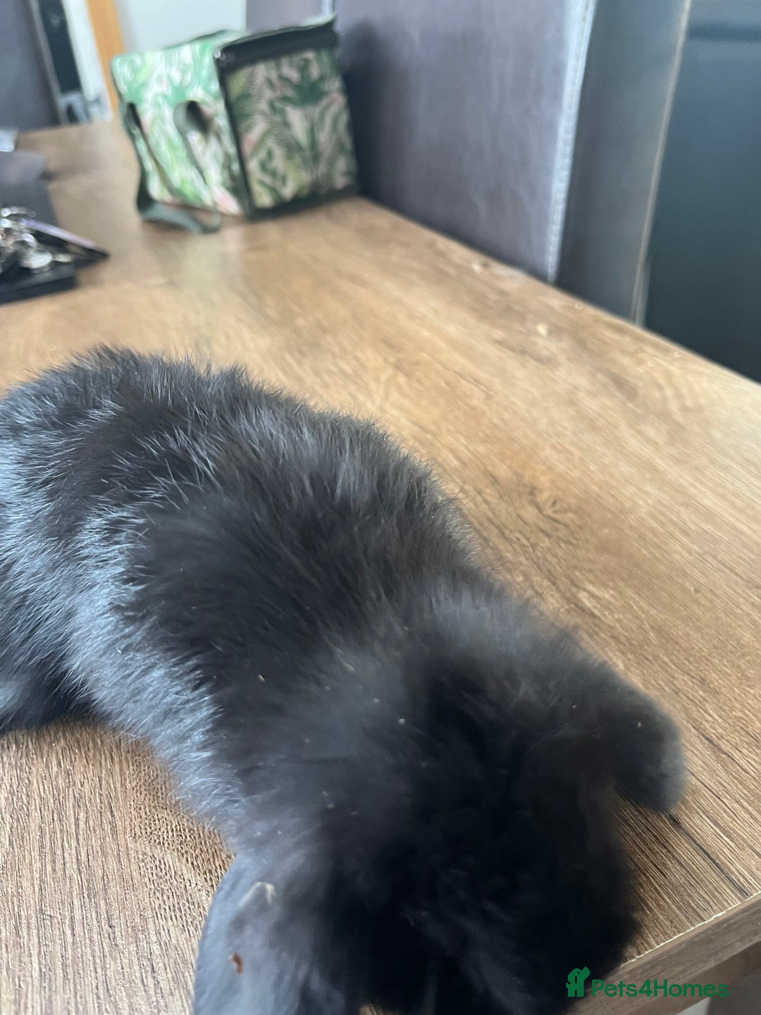 Dwarf Lop rabbits for sale: Dwarf lops READY NOW - Image 11