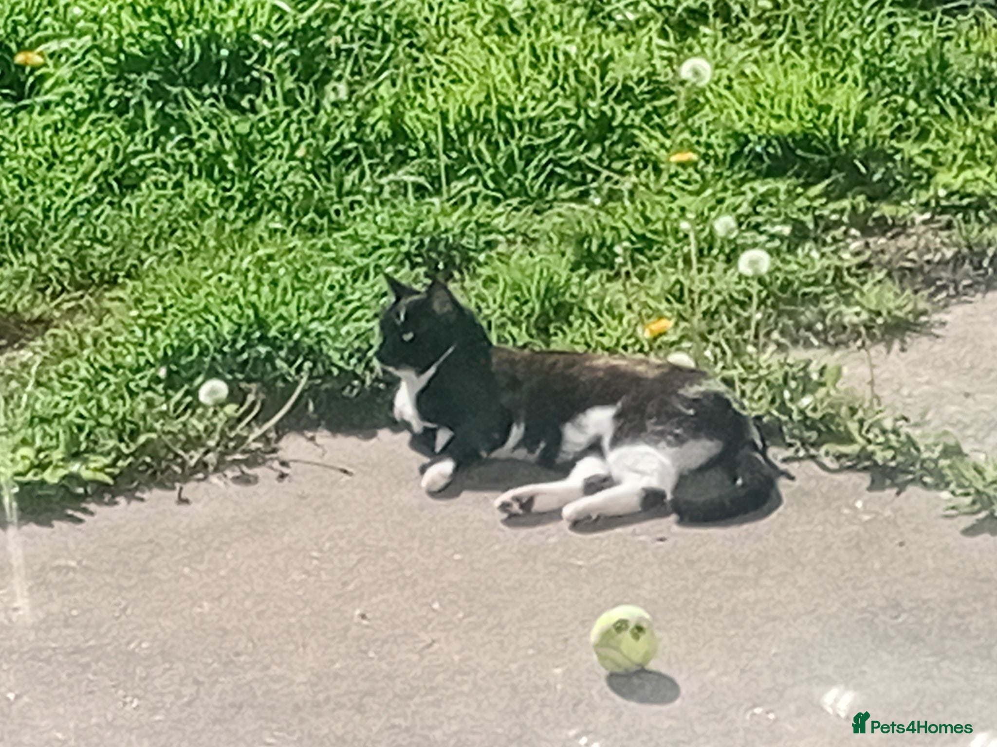 Mixed Breed cats Black and white female  - Advert 5