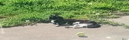 Mixed Breed cats for sale: Black and white female  in Hull - Advert 1