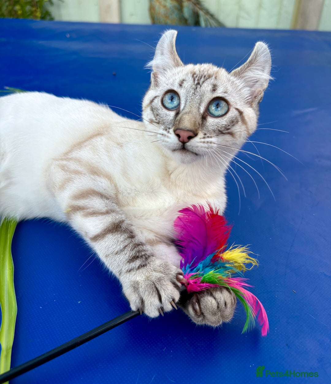 Keetso cats for sale: Wild looking polydactyl curled eared snow leopard  - Image 36