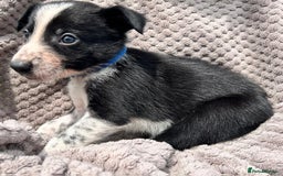 Border Collie dogs for sale: Border Collie Puppies for sale - Image 4