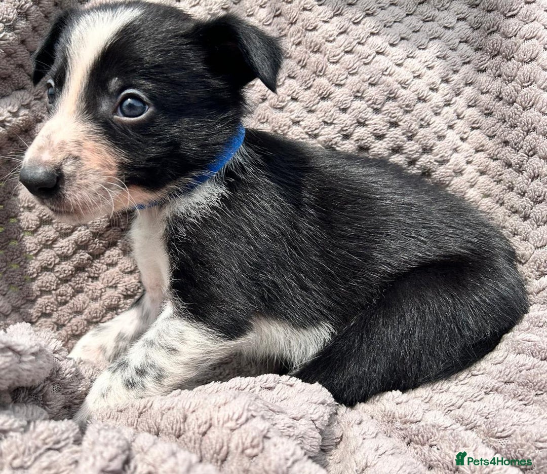 Border Collie dogs for sale: Border Collie Puppies for sale - Image 4
