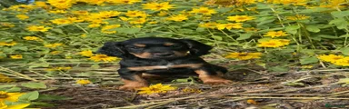 Cocker Spaniel 3