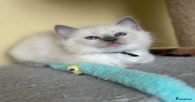 Ragdoll cats - Advert 7