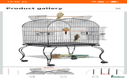 Lovebirds birds for sale: Lovebirds couple with cage - Advert 4