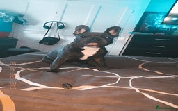 French Bulldog dogs for sale: French bulldog  - Image 3