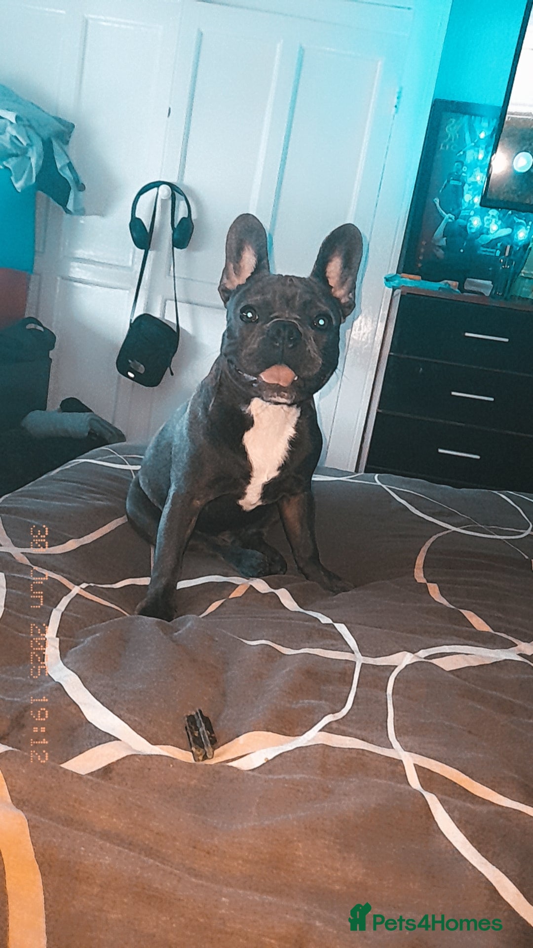 French Bulldog dogs for sale: French bulldog  - Image 3