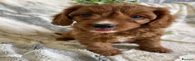 Cavapoo Puppy 4