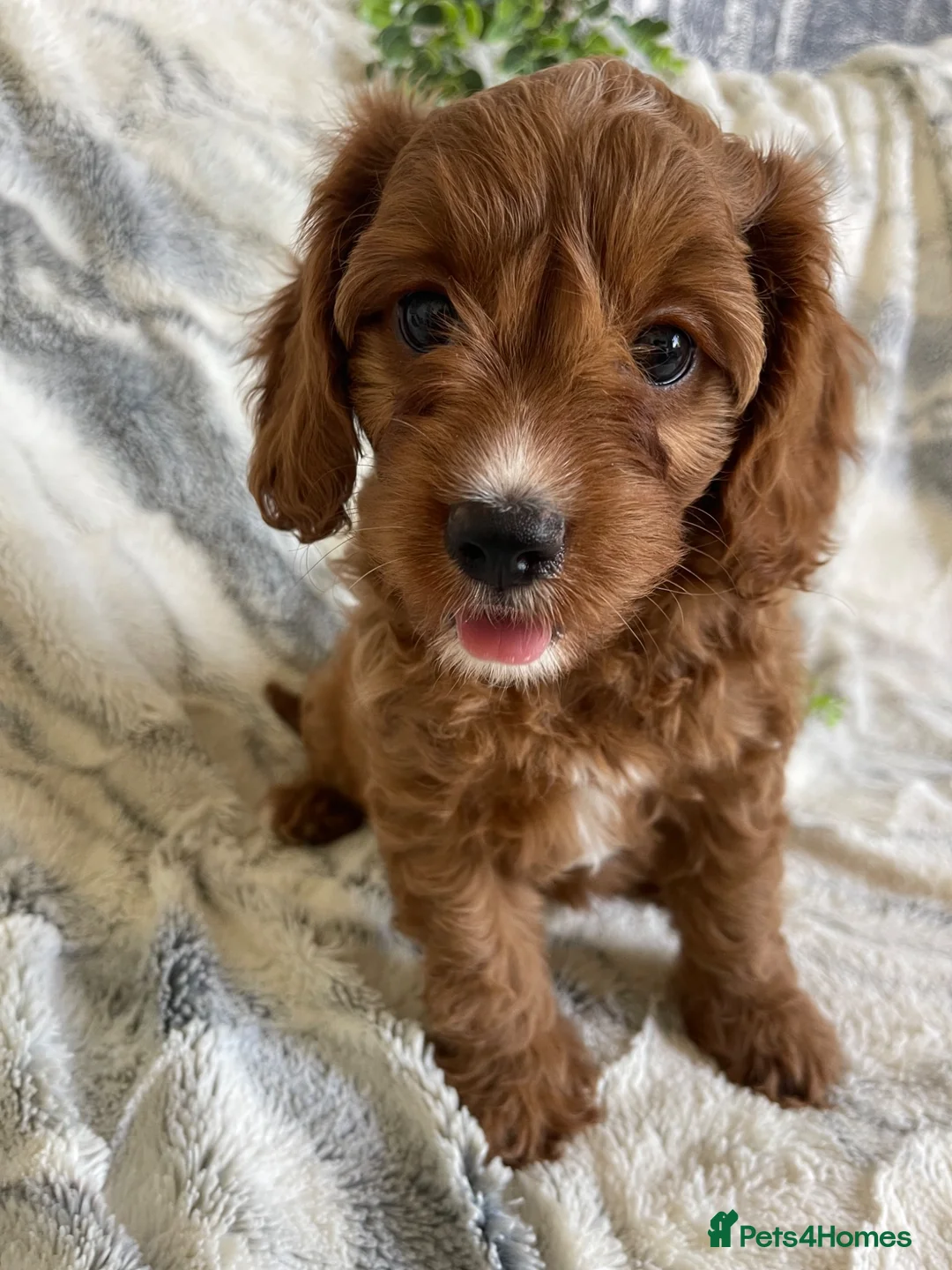 Cavapoo dogs for sale: EXTENSIVELY DNA TESTED TOY CAVAPOOS - Advert 2