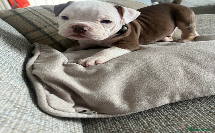 Olde English Bulldogge dogs - Advert 2