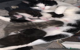Mixed Breed cats for sale: Mixed breed kittens  - Image 1