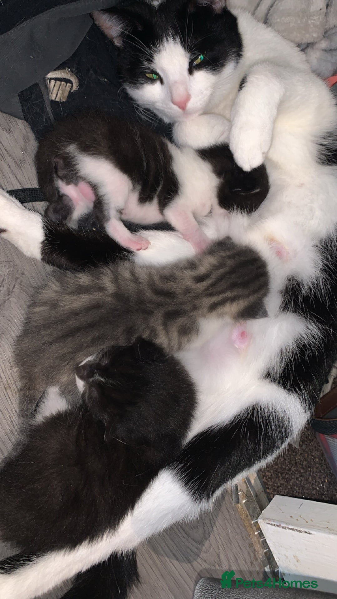 Mixed Breed cats for sale: Mixed breed kittens  - Image 1