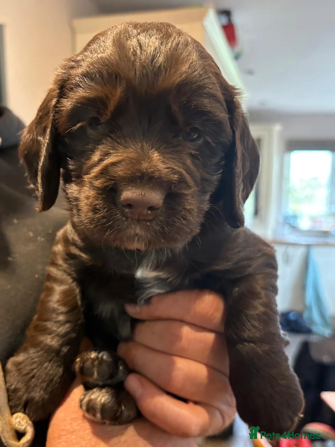 Cocker Spaniel dogs for sale: KC Registered Working Cocker Spaniel Puppies in Bristol - Advert 2