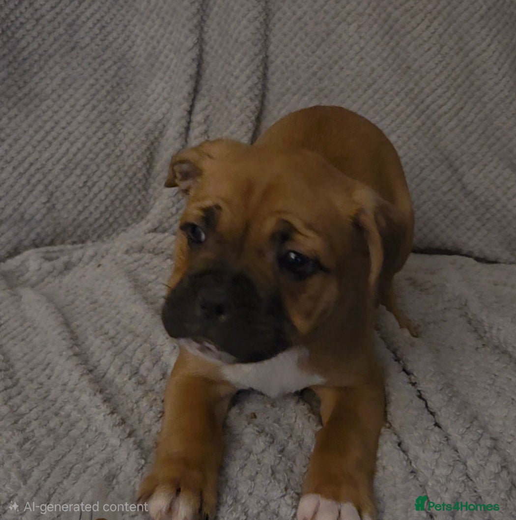 Mixed Breed dogs  Frenchie x Staffy Puppies – LAST BOY READY NOW - Advert 9