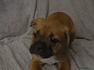 Mixed Breed dogs Frenchie x Staffy Puppies – LAST BOY READY NOW - Advert 9