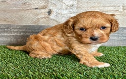 Cavapoo dogs for sale: Beautiful Toy Cavapoo Puppies for sale - Image 26