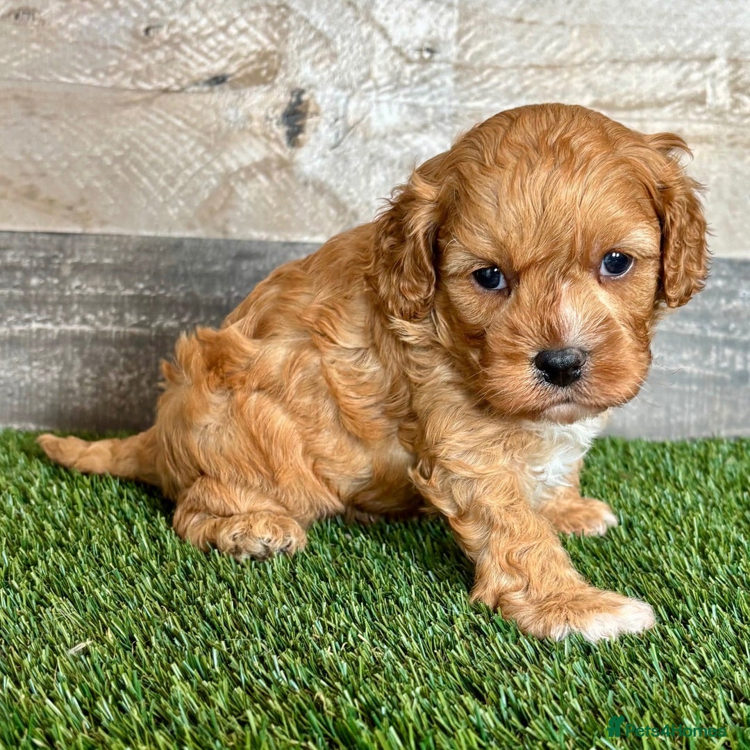 Cavapoo dogs for sale: Beautiful Toy Cavapoo Puppies for sale - Image 26