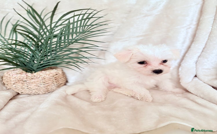 Morkie dogs - Advert 1