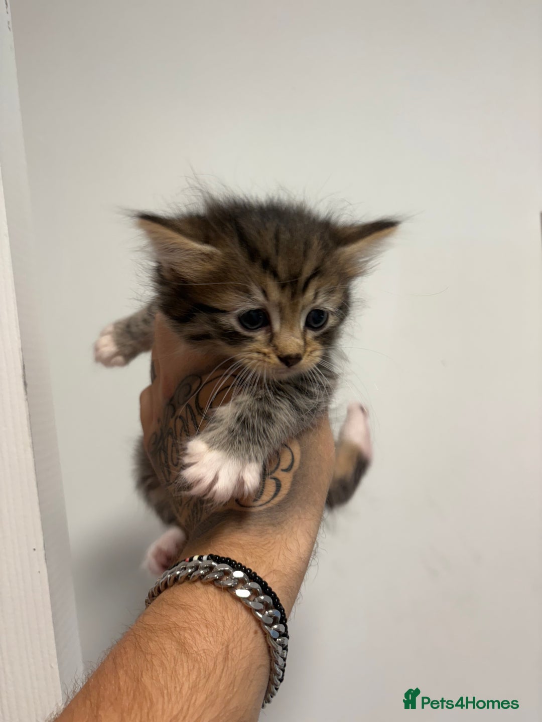 Bengal cats for sale: 1 girl LEFT 🩷tri-tabby Bengal x Siberian kitten🩷 - Image 1