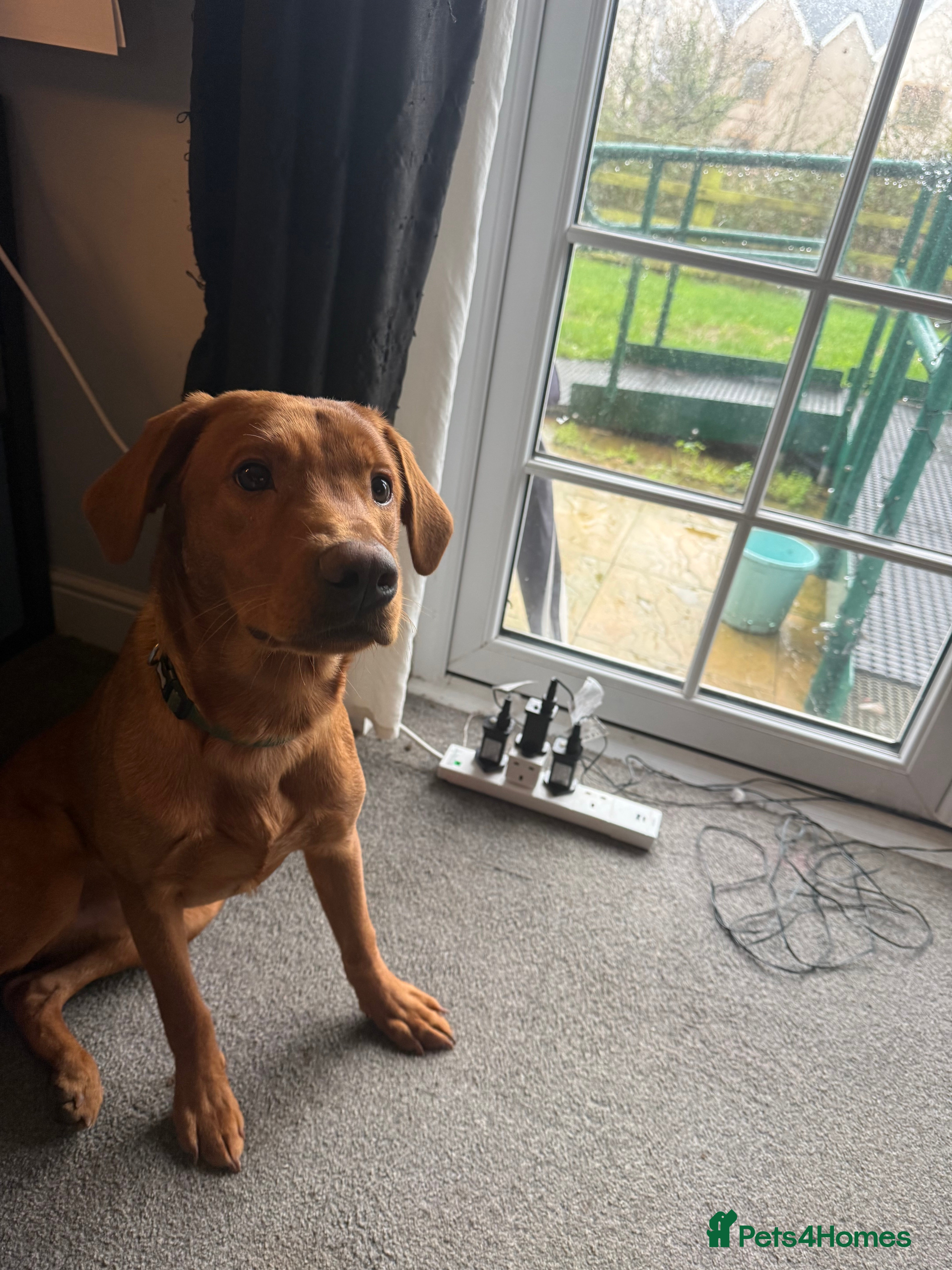 Labrador Retriever dogs Kc registered red lab puppy  - Advert 1