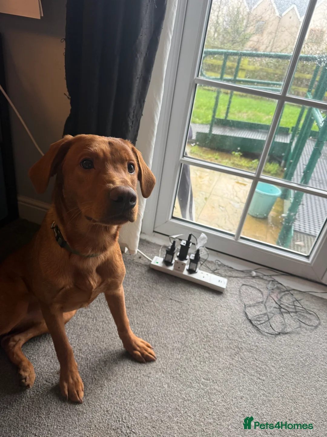 Labrador Retriever dogs for sale: Kc registered red lab puppy  - Advert 1