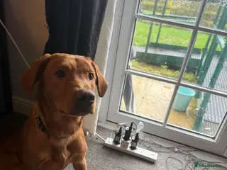 Labrador Retriever dogs Kc registered red lab puppy - Advert 1