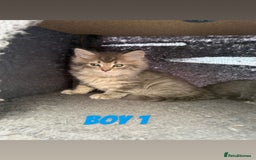 Ragdoll cats for sale: Stunning ragdoll cross BSH - Image 7