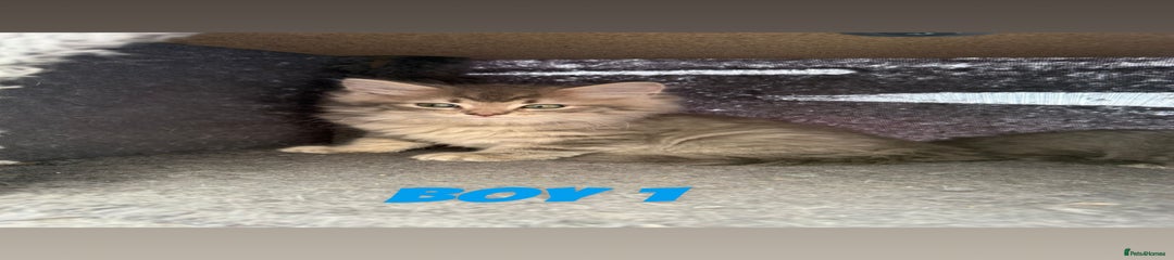 Boy 1 