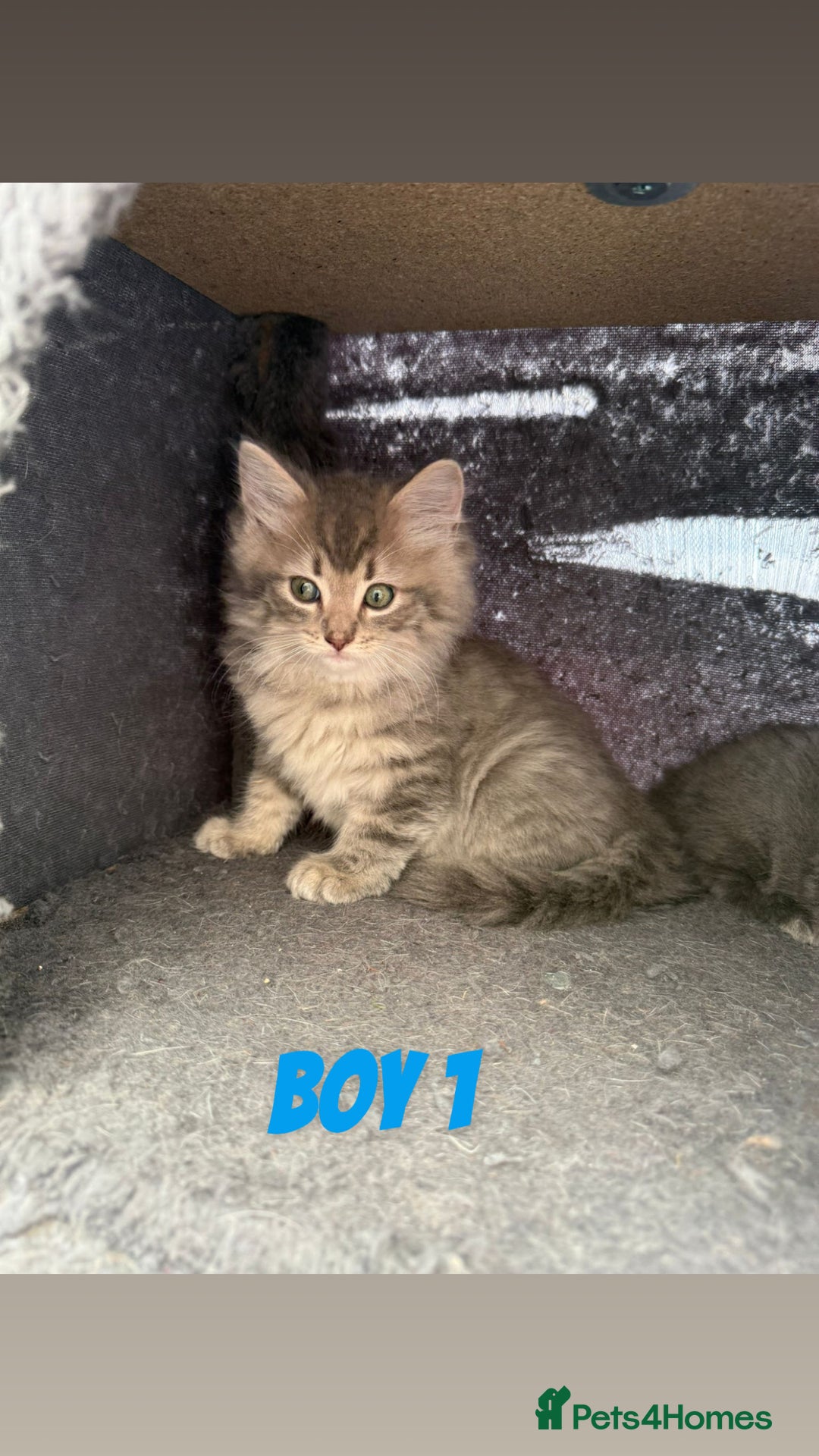 Ragdoll cats for sale: Stunning ragdoll cross BSH - Image 7