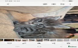 Maine Coon cats for sale: Mainecoon kitten - Image 2