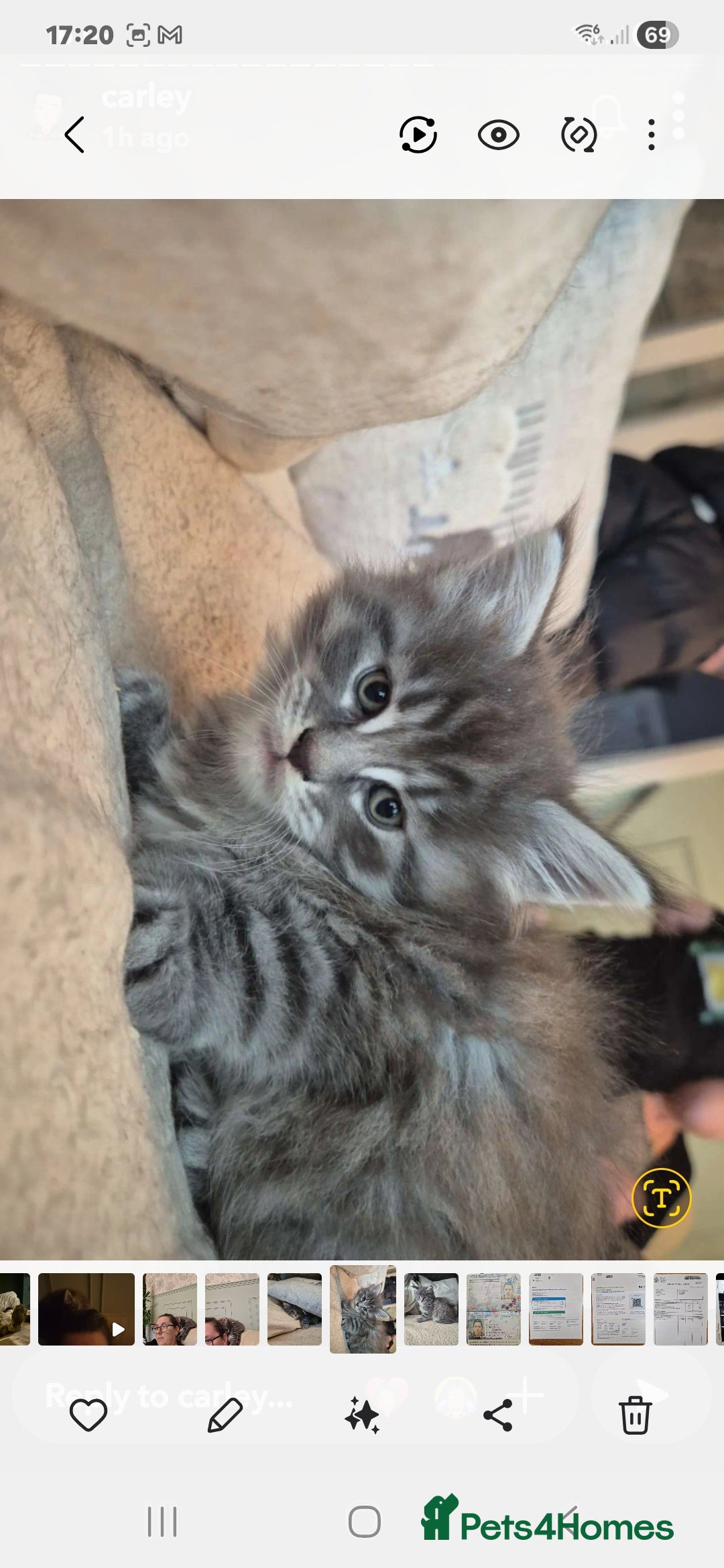 Maine Coon cats for sale: Mainecoon kitten - Image 2