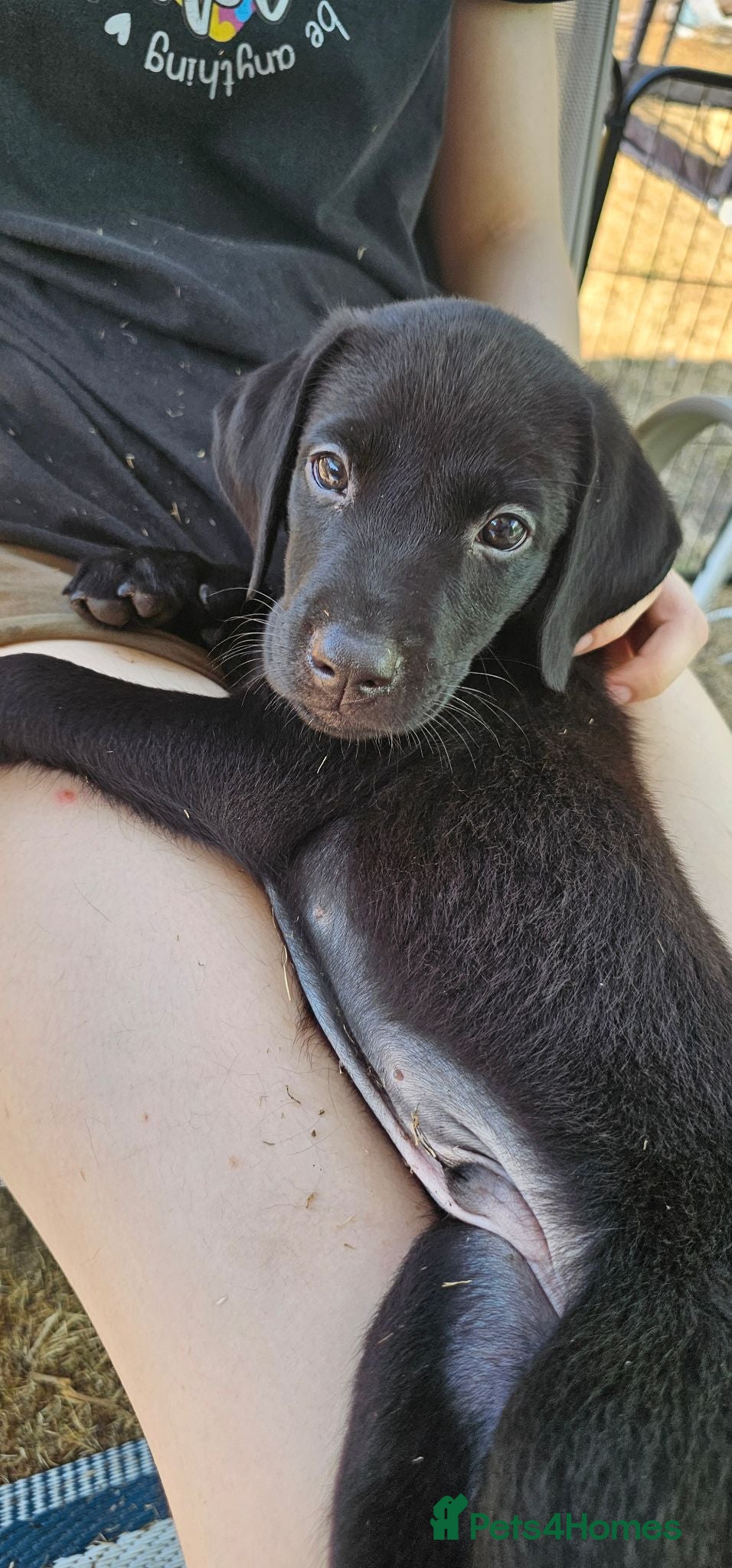 Labrador Retriever dogs Amazing Labrador Puppies for sale - Advert 1
