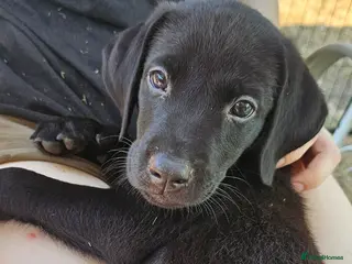 Labrador Retriever dogs Amazing Labrador Puppies for sale - Advert 1