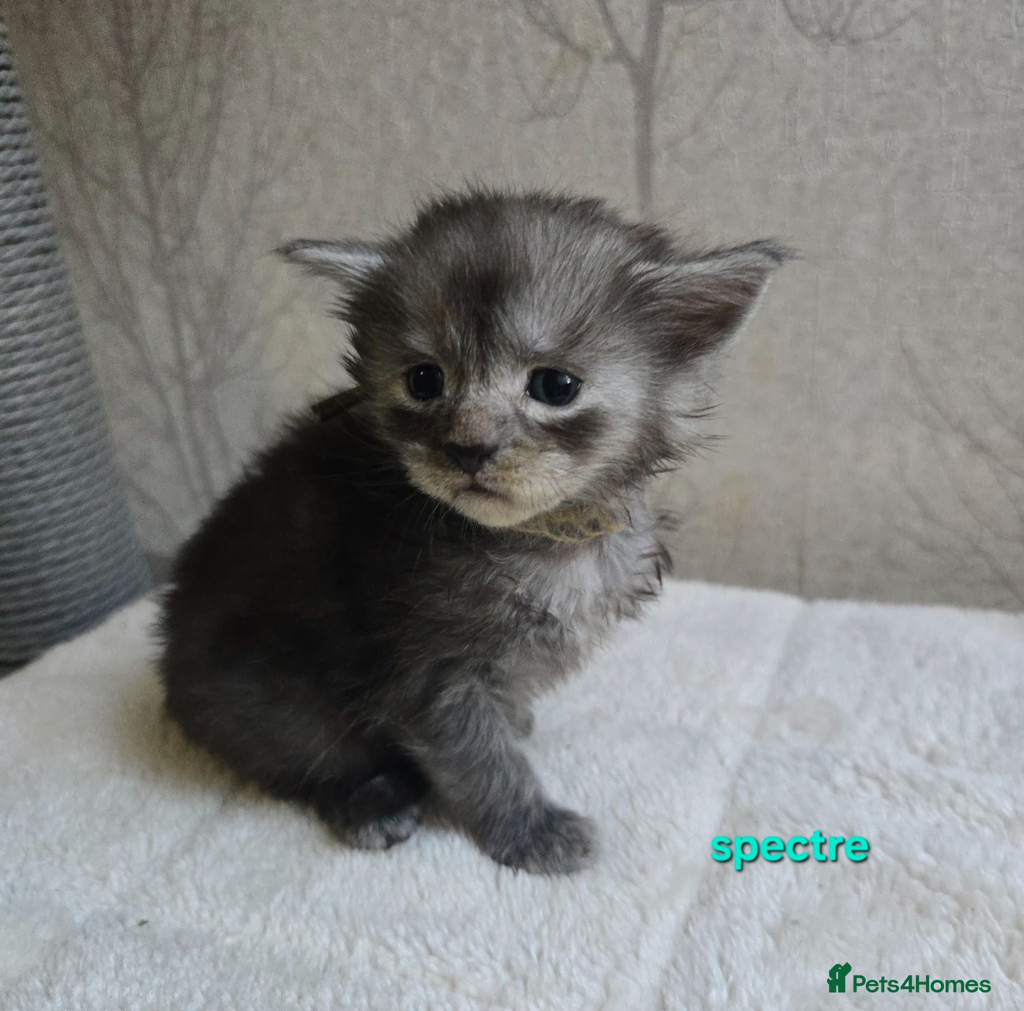 Maine Coon cats Maine Coon Kittens Russian/European lines - Advert 2