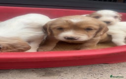Sprocker dogs for sale: Beautiful Sprocker Puppies - Image 11