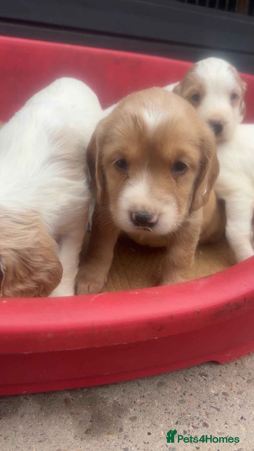 Sprocker dogs for sale: Beautiful Sprocker Puppies - Image 11