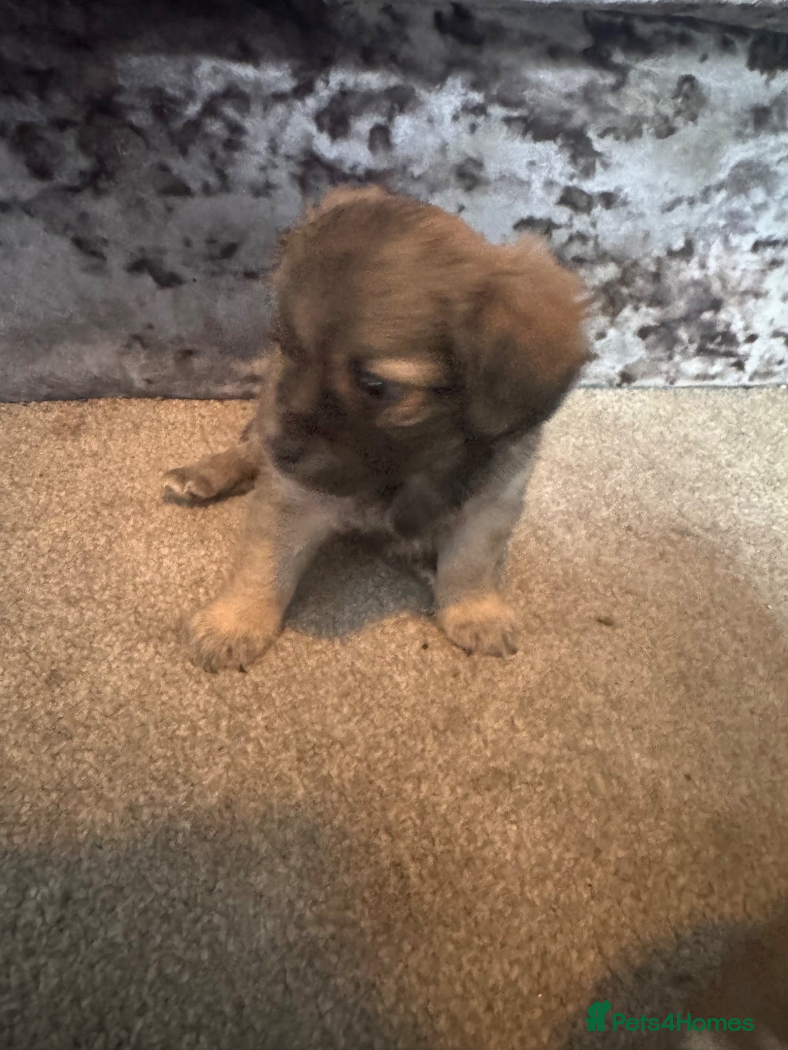 Chorkie dogs OUTSTANDING beautiful Chorkie Puppies 🐶 🐶  - Advert 1