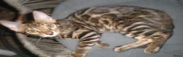 Bengal cats for sale: 5 Beautiful Bengal Kittens - Advert 15