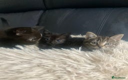 Brazilian Shorthair cats for sale: Adorable Kittens ready to go - Image 9