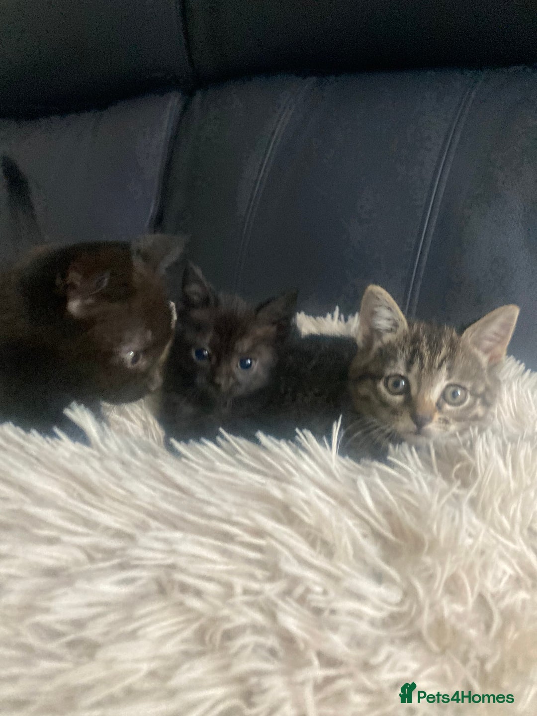 Brazilian Shorthair cats for sale: Adorable Kittens ready to go - Image 9