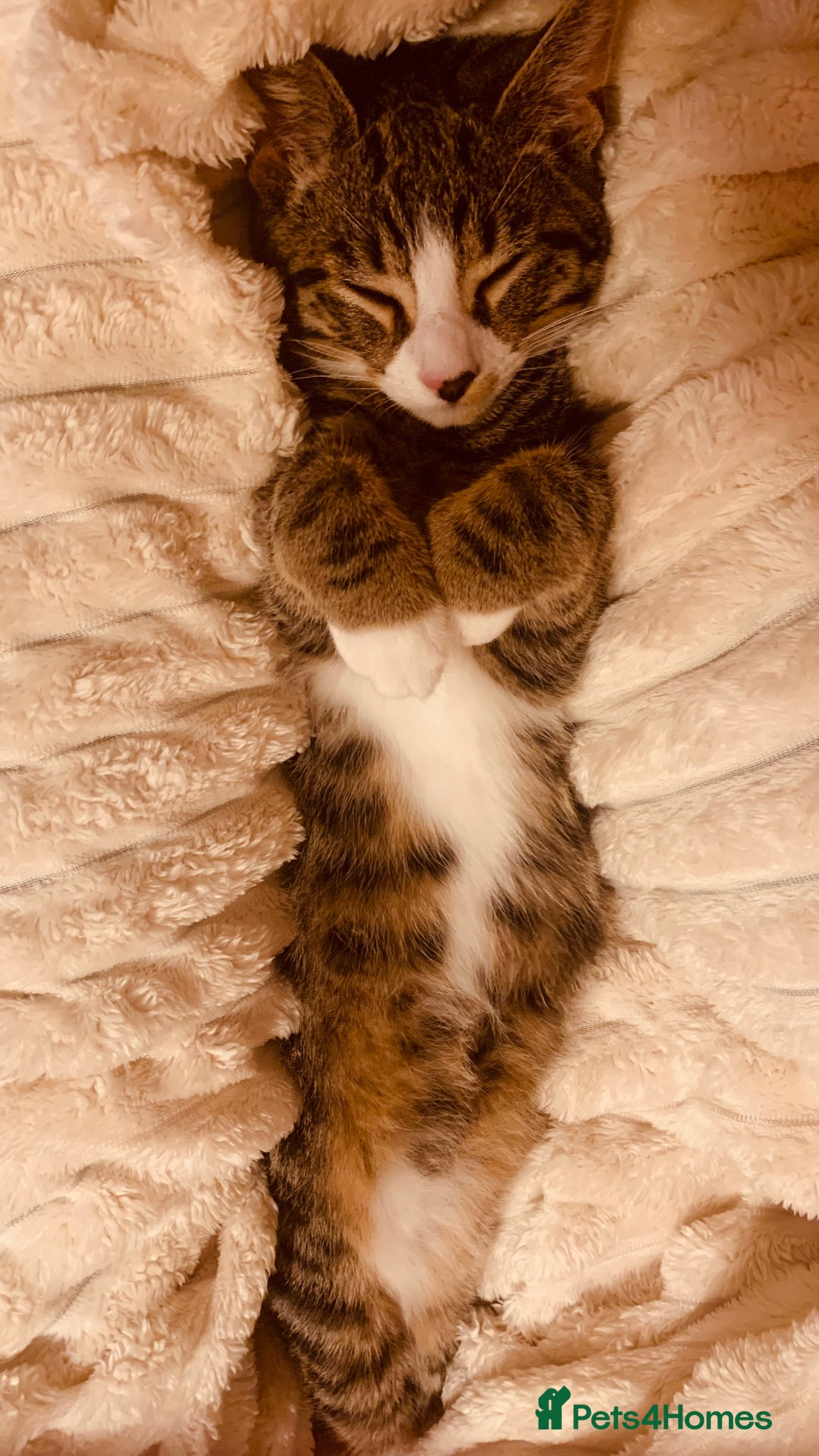 Domestic Shorthair cats for sale: 21 weeks old male tabby kitten - Advert 8