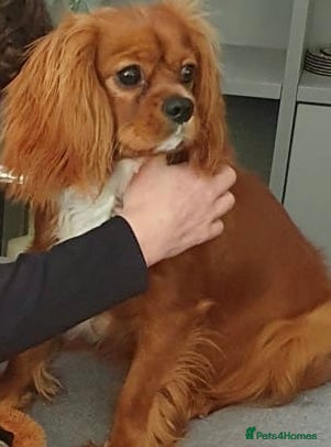 Cavalier King Charles Spaniel dogs Stanley. Ruby cavalier stud 1 yr. read description - Advert 4
