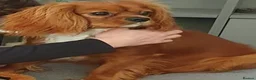 Cavalier King Charles Spaniel dogs for stud: Stanley. Ruby cavalier stud 1 yr. read description in Brentwood - Advert 1