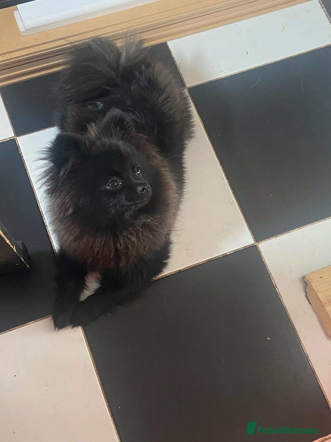 Pomeranian dogs for stud: Stud KC registered Pomeranian - Advert 4