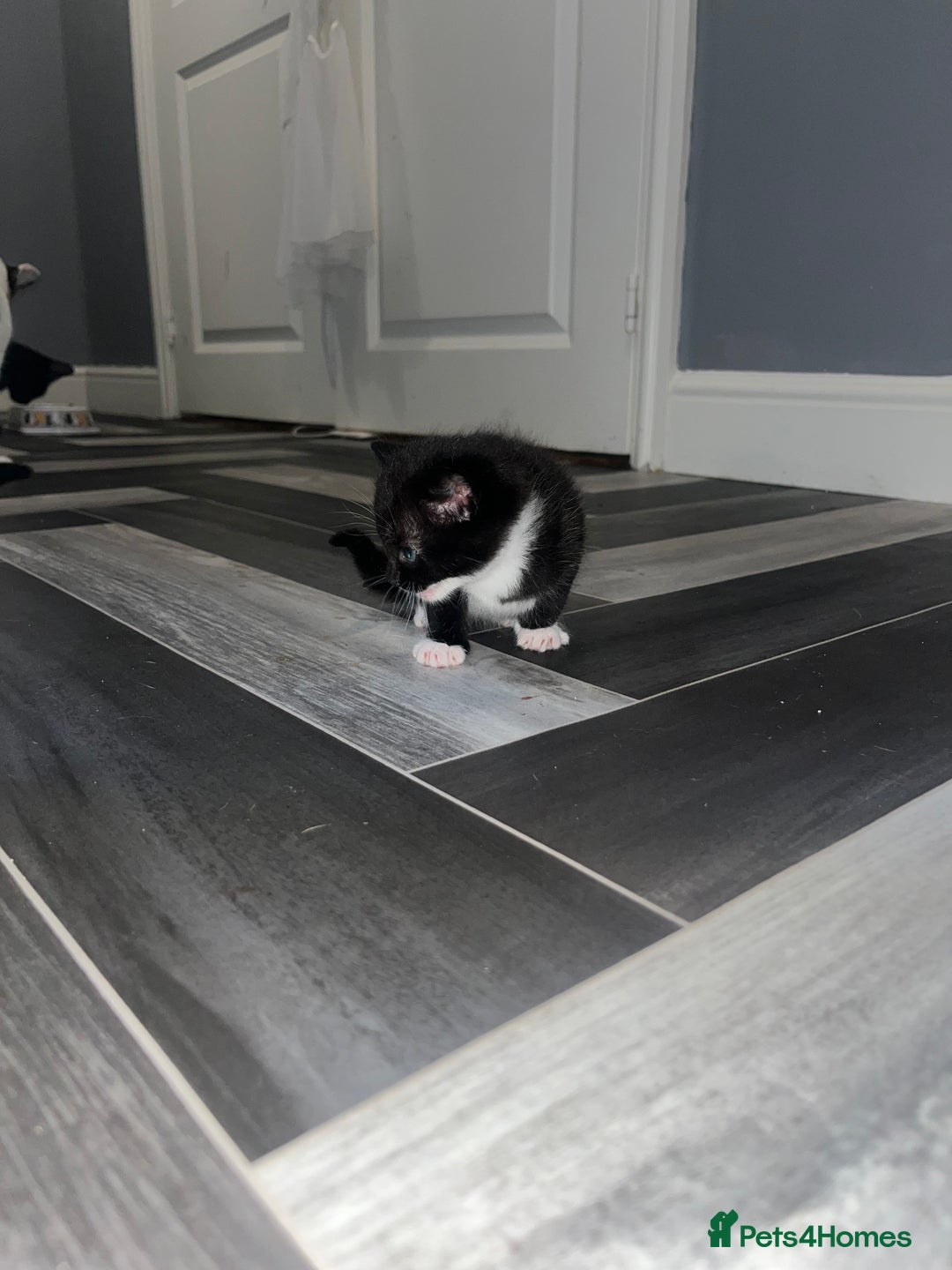 Russian Blue cats for sale: 4 beautiful Russian blue mix  - Image 6